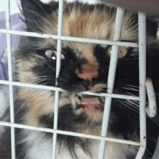 😾 cat, animal, pet, cage, calico, domestic cat, feline telegram sticker