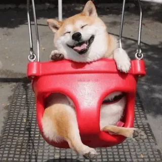 😛 chien, shiba inu, balançoire, joyeux, mignon, animal, animal de compagnie telegram sticker