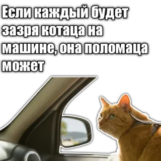 🚙 Если каждый будет
зазря котаца на
машине, она поломаца
может cat, car, funny, russian, meme telegram sticker