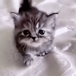 😱 котенок, милый, кошка, животное, питомец, домашний telegram sticker