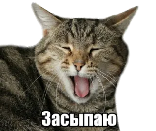 😴 Засыпаю cat, sleepy, yawning, animal, meme telegram sticker