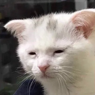 😨 Katze, Kätzchen, weiße Katze, schläfrig, Tier, Haustier telegram sticker