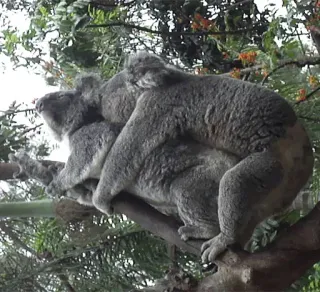 🐨 koala, animals, wildlife, nature, marsupial, eucalyptus, tree telegram sticker
