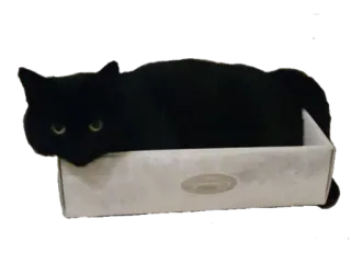 📦 kucing, kucing hitam, kotak, hewan, peliharaan, felin whatsapp sticker