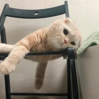 🐈 แมว, สก็อตติชโฟลด์, เก้าอี้, น่ารัก, สัตว์, สัตว์เลี้ยง, สัตว์ตระกูลแมว telegram sticker