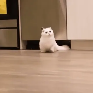 🐾 gato, gatinho, fofo, branco, animal de estimação, fofo whatsapp sticker