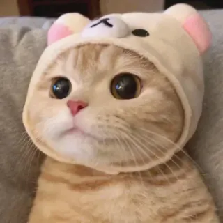 🧸 chat, animal, mignon, animal de compagnie, chaton, chapeau ours, drôle telegram sticker
