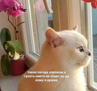 🤍 такая погода хороша а гулять никто не зовёт ну да кому я нужно gato, fofo, animal, animal doméstico, animal de estimação, janela, orquídea, triste, olhando para fora telegram sticker