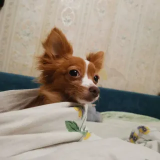 😐 собака, чихуахуа, животное, питомец, милый, млекопитающее telegram sticker
