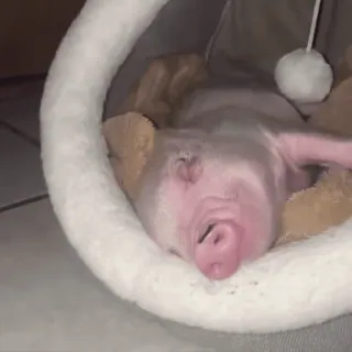 🐽 whatsapp sticker