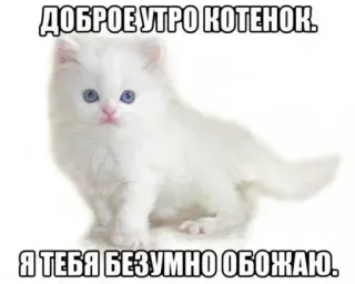 🤍 ДОБРОЕ УТРО КОТЕНОК.
Я ТЕБЯ БЕЗУМНО ОБОЖАЮ. 고양이, 새끼 고양이, 좋은 아침, 사랑, 귀여운, 러시아 telegram sticker