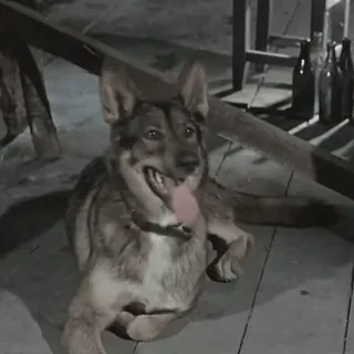 🐕 cão, pastor alemão, animal, animal de estimação telegram sticker