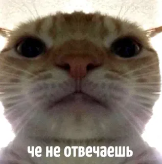 😠 че не отвечаешь cat, funny, meme, russian, animal, orange whatsapp sticker