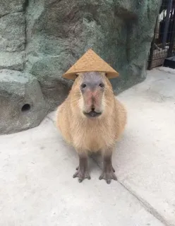 👳 Capivara, Animal, Roedor, Chapéu, Fofo, Engraçado whatsapp sticker