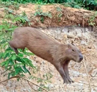 ✈️ Kapibara, Zwierzę, Gryzoń, Dzikie zwierzęta, Natura, Ssaki telegram sticker
