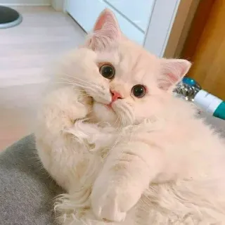 😳 gato, gatito, lindo, mascota, animal, esponjoso whatsapp sticker