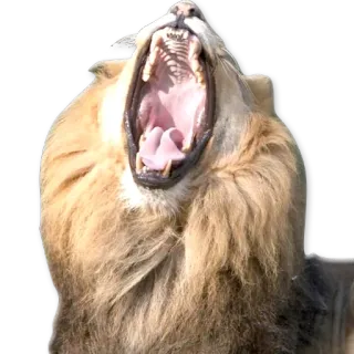 😴 лев, животное, рык, дикая природа, млекопитающее, король, сафари telegram sticker