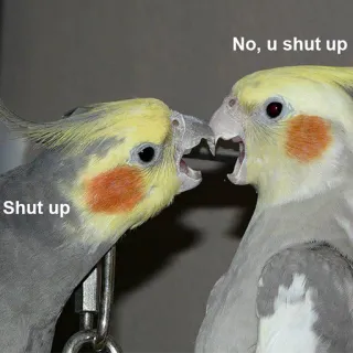 😡 Shut up
No, u shut up perroquet, oiseau, tais-toi, mème, drôle, cockatiel telegram sticker