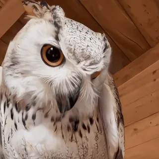 🦉 sowa, ptak, zwierzę, dzika przyroda, natura telegram sticker
