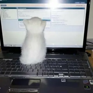 💻 cat, computer, laptop, pet, animal telegram sticker