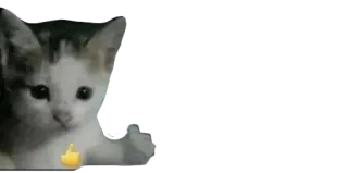 🤝 gatto, gattino, pollice in su, approvazione, positivo, animale telegram sticker