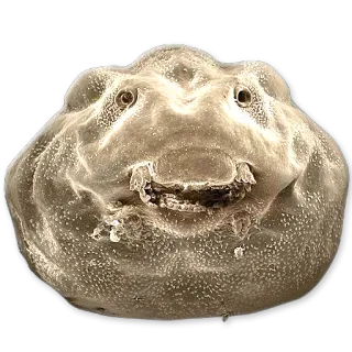 😄 sea toad, sea creature, animal, fish, weird, ugly telegram sticker