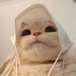 🫶 cat, mask, headphones, pet, animal, funny, cute telegram sticker