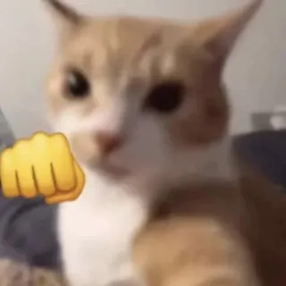 😾 whatsapp sticker
