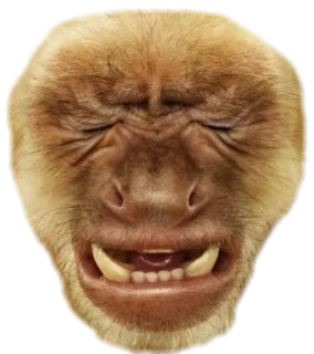 😭 scimmia, faccia, animale, primata, meme whatsapp sticker