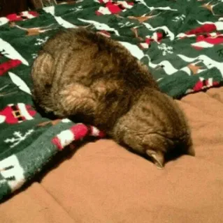 😭 cat, animal, sleeping, blanket, pet, domestic cat telegram sticker
