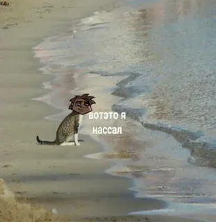🤩 Вот это я нассал mèo, bãi biển, hài hước telegram sticker