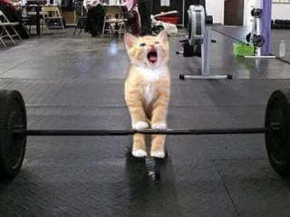 💪 cat, kitten, weightlifting, gym, exercise, funny, animal telegram sticker