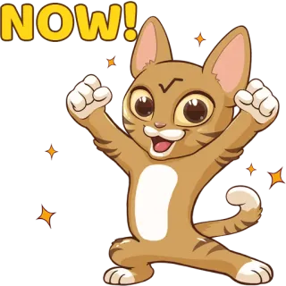 🤩 NOW! gato, ahora, acción, lindo, pegatina, emocionado, urgente telegram sticker