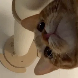 💓 кот, питомец, животное, оранжевый, домашняя кошка whatsapp sticker