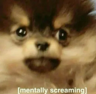 🙂 mentally screaming perro, meme, gritando, gracioso, expresión, salud mental telegram sticker