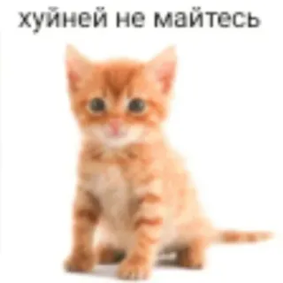 🐱 хуйней не майтесь chat, chaton, drôle, mème, animal, russe telegram sticker