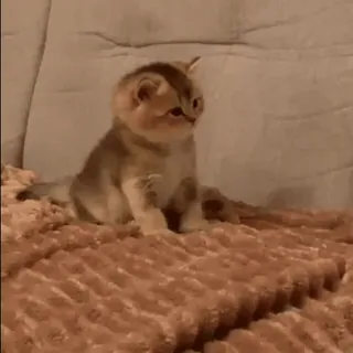 😶 gato, gatinho, animal, fofo, animal de estimação, doméstico whatsapp sticker
