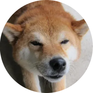 ☺️ 犬, 柴犬, ペット, 動物, かわいい, ミーム, 面白い telegram sticker