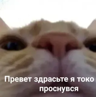 🙂 Привет здрасьте я токо проснувся Katze, lustig, Meme, Tier, russisch, schläfrig telegram sticker