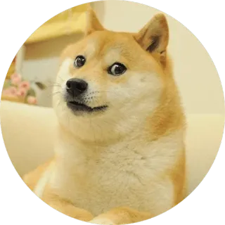 🐶 Doge โดจ, หมา, มีม, ชิบะ อินุ, ตลก, สัตว์, สัตว์เลี้ยง telegram sticker