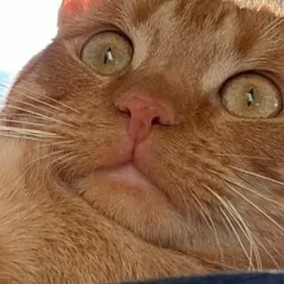 😨 cat, animal, pet, orange cat, close up, meme telegram sticker