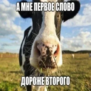 😉 А МНЕ ПЕРВОЕ СЛОВО ДОРОЖЕ ВТОРОГО vache, animal, mème, herbe, ferme whatsapp sticker