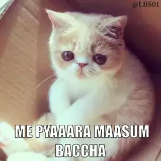 🥺 ME PYAAARA MAASUM BACCHA gatto, triste, carino, gattino telegram sticker