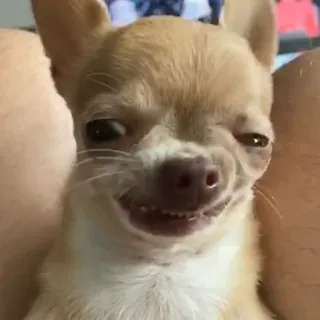 🐶 dog, chihuahua, funny, animal, cute telegram sticker