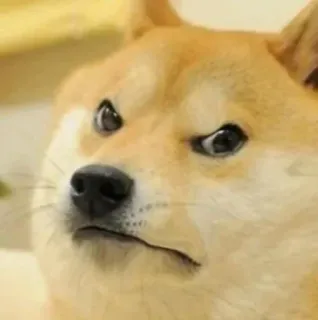 😠 Doge pies, mem, śmieszne, zwierzę, mem internetowy telegram sticker