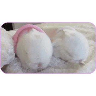 💤 hámsters, animales, lindos, mascotas, blanco whatsapp sticker