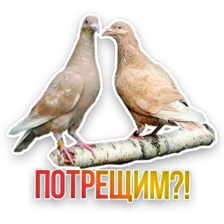 🕊️ ПОТРЕЩИМ?! pigeons, birds, sticker, animals, conversation telegram sticker