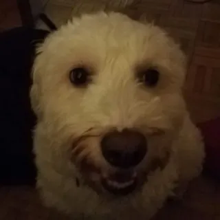 😄 cão, animal de estimação, animal, doméstico, filhote, fofo, retrato telegram sticker