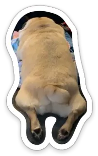 😑 dog, pug, sleeping, animal telegram sticker