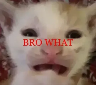 😶 BRO WHAT gato, meme, divertido, impactado, confundido, animal telegram sticker